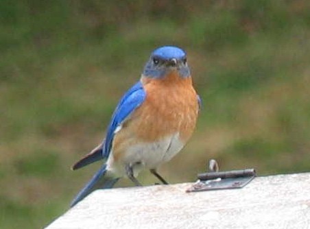 Male