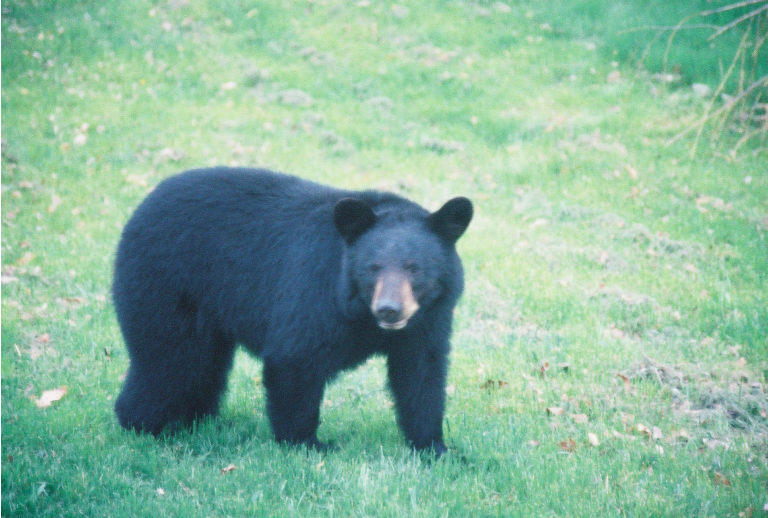 back yard bear